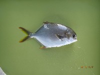 fish project thumbnail