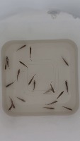 fish fry project thumbnail