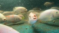 newtilapia project thumbnail