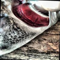 fish project thumbnail