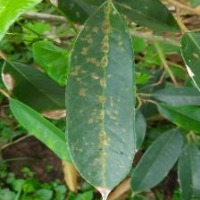 durian detection project thumbnail