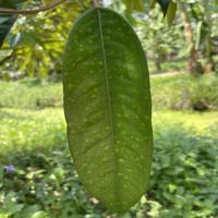 durian_detection project thumbnail