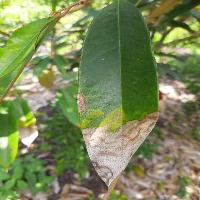 Durian Disease project thumbnail