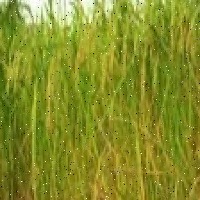 crops Object Detection Model by orange