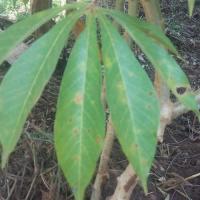 Cassava-Disease-YOLO11-cbb project thumbnail