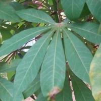 Cassava-Disease-YOLO11-cbb1-qv project thumbnail