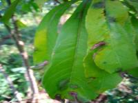 Cassava-Disease-YOLO11-cbb3-1 project thumbnail