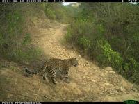jaguar project thumbnail