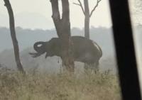 elephant project thumbnail