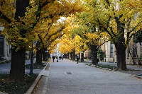 Tree Detection project thumbnail