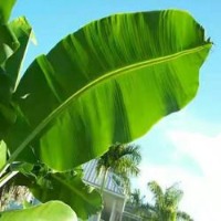 Black Sigatoka project thumbnail