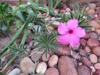 desert rose classification project thumbnail