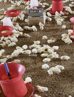 Chicks_Weight_Detection project thumbnail