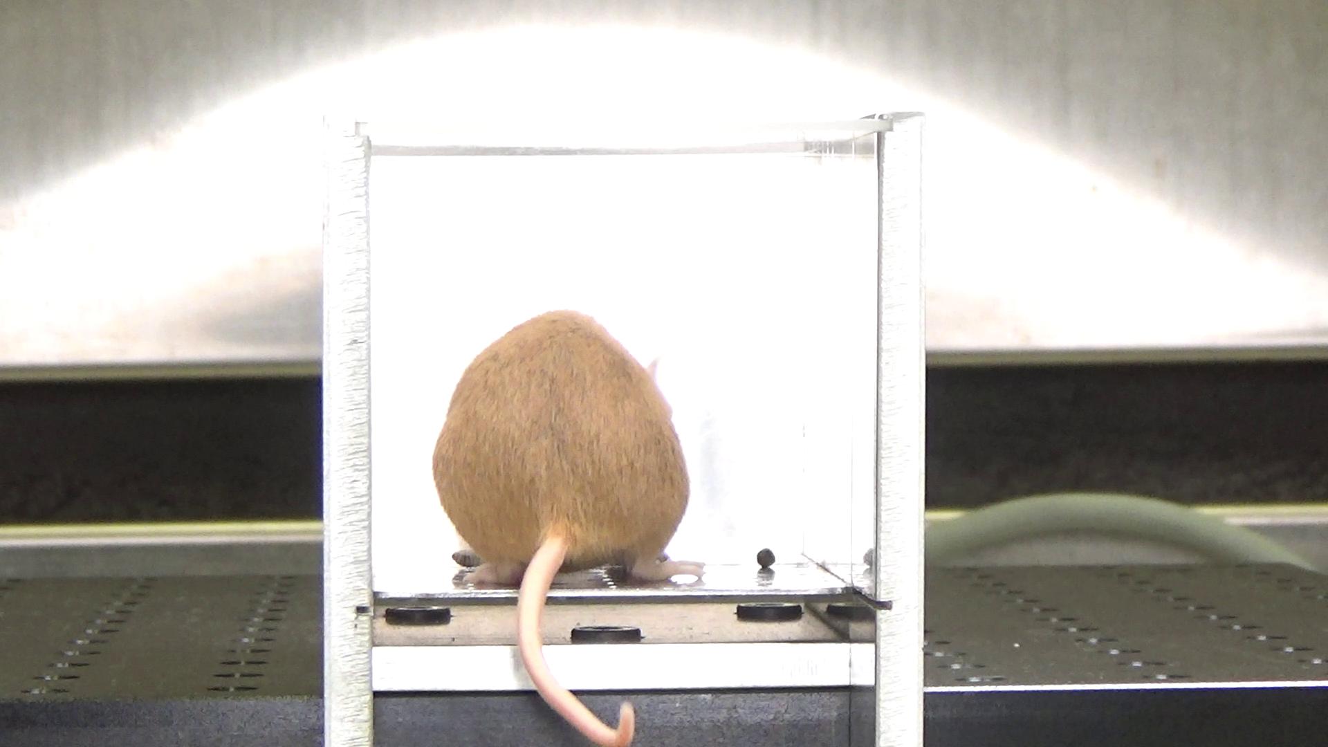 Brown mice_2 Instance Segmentation Dataset by Dongshins Workspace
