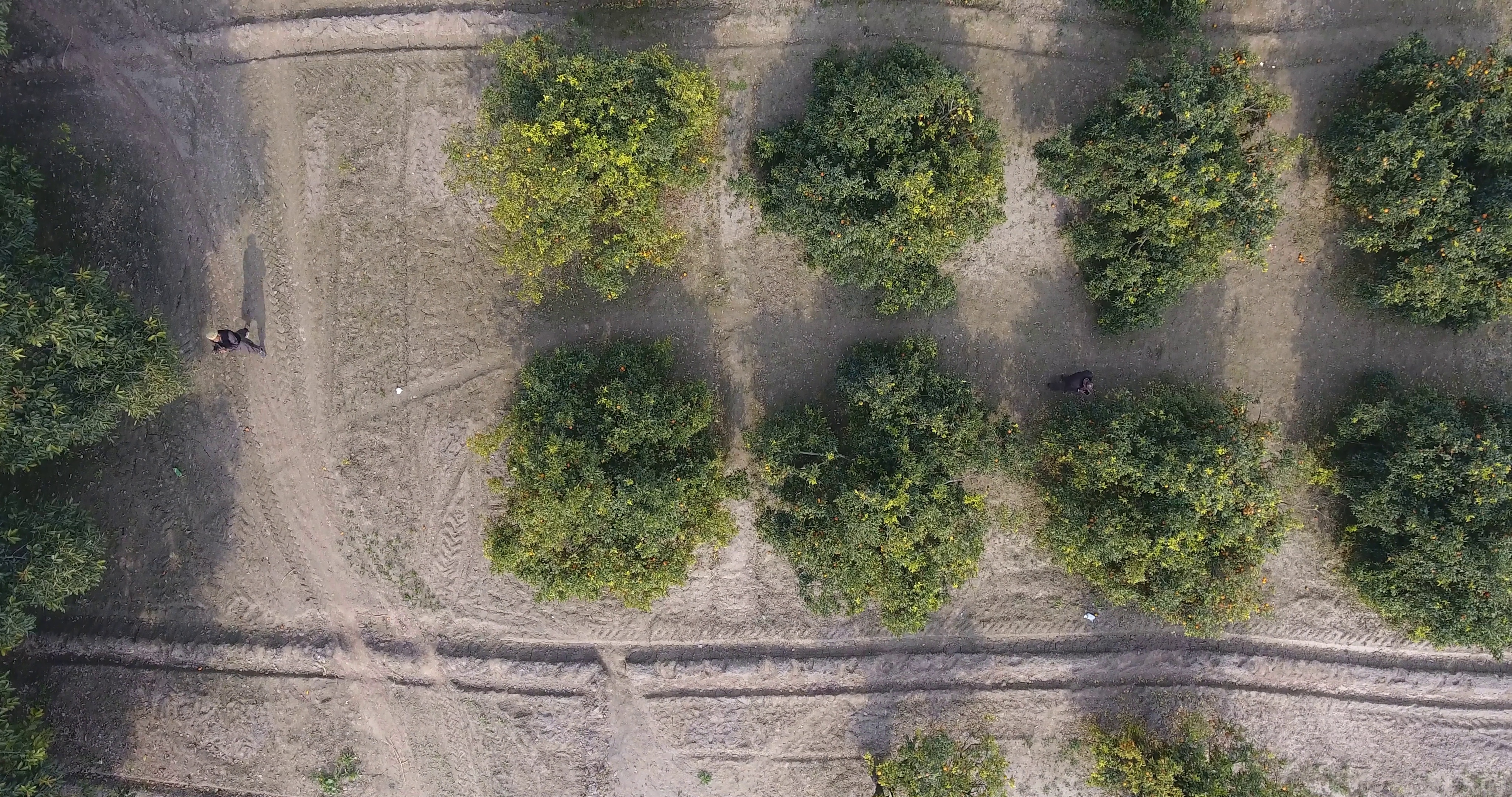 Citrus Trees Object Detection Dataset by yolo