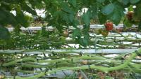 Detecting ripe tomatoes project thumbnail