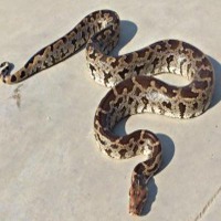 Snake Classifier project thumbnail