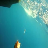 mote dolfin project thumbnail