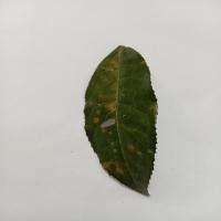 Tea Leaf Disease Detection project thumbnail