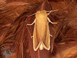 pests Classification Dataset by e