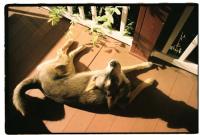 Strays/Malnourished dogs project thumbnail