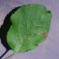 Leaf Label project thumbnail