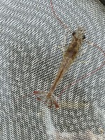 shrimp project thumbnail