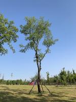 Trees Detection project thumbnail