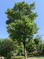 Tree Segmentation project thumbnail