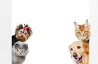 CATDOG project thumbnail