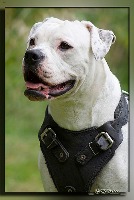 Cats & Dogs Labeled project thumbnail