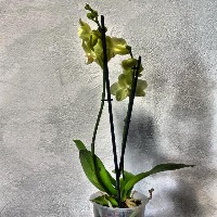 test project thumbnail