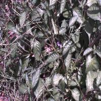 weed detection project thumbnail