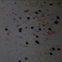 BeesBeesBees project thumbnail