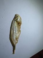 DryFish project thumbnail
