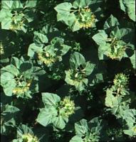 sunflower-detection001 project thumbnail