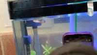 peces guppy project thumbnail