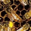 bee-project project thumbnail