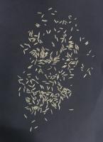 rice-classification project thumbnail