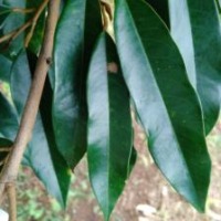 Durian  project thumbnail