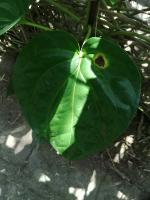 Betel project thumbnail