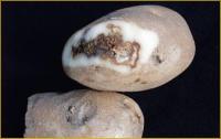 Potato Disease Dry Rot project thumbnail