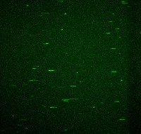 Actin filaments project thumbnail