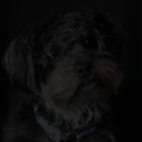 animals detection project thumbnail