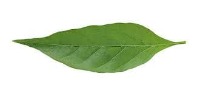 daun cabai project thumbnail