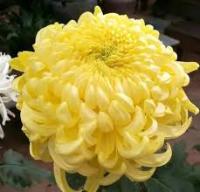 Flowers_Recognition project thumbnail