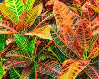 Croton project thumbnail