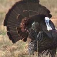 new_turkey1 project thumbnail