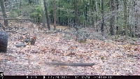 deer project thumbnail
