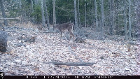 deer4 project thumbnail